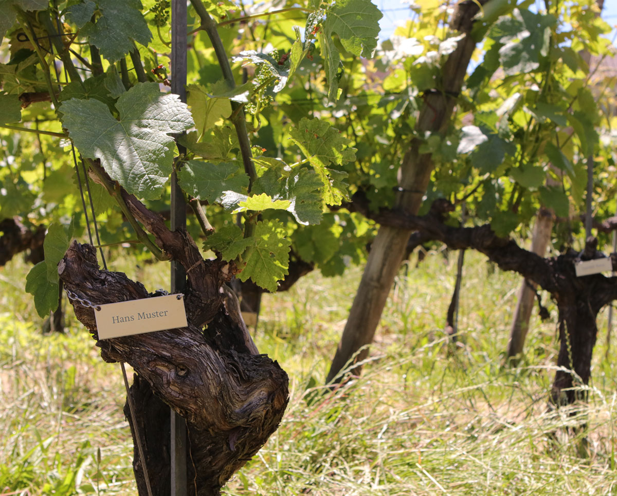 Mein-Rebstock-am-Bielersee